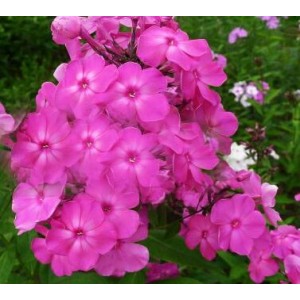 Флокс Очарованный странник 